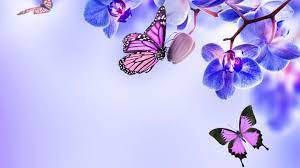 More than 3 million png and graphics resource at pngtree. Butterfly Computer Wallpapers Top Free Butterfly Computer Backgrounds Wallpaperaccess