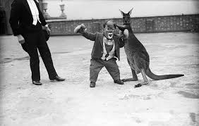 Boxing kangaroos made from finest materials available at shockingly low prices. Kangaroo Boxing 20 Bizarre And Disturbing Vintage Photos