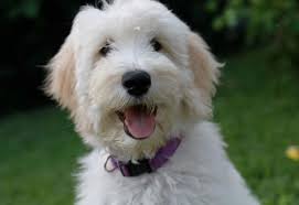 We use paw print genetics for genetic testing of our parent dogs. Goldendoodle Puppies By Moss Creek Goldendoodles In Florida English Goldendoodle Puppies