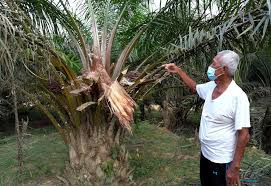 Tumpuan kajian adalah terhadap pekebun kecil persendirian dan pekebun kecil di bawah pengurusan felda, risda dan felcra. Bernama Serangan Gajah Pengusaha Kebun Durian Dan Kelapa Sawit Rugi Lebih Rm60 000