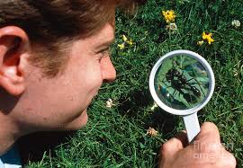 Biologist Studying Ant Through Magnifying Glass by Science Photo Library
