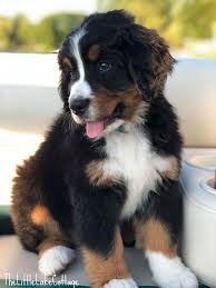 A Great Family Dog Bernese Mountain Dog Puppy The Little Lake Cottage Bernese Mountain Dog Puppy Family Dogs Breeds Large Dog Breeds
