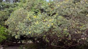 Maybe you would like to learn more about one of these? Fairchild Column Geiger Trees Are Tough But Versatile Miami Herald