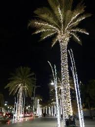 The sunset just about ready to peek out from the clouds. Beautiful Palm Trees On The Sidewalks Leading To The Dubai Mall And Around The Hotel Picture Of Vida Downtown Dubai Tripadvisor