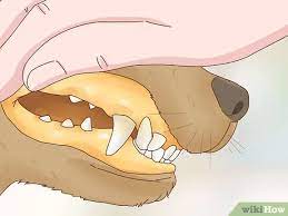 How To Get A Dog To Stop Eating Dirt With Pictures Wikihow