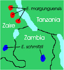 Image result for Encephalartos schmitzii