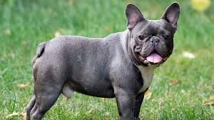 French Bulldog Kopek Egitimi Kopek Turleri