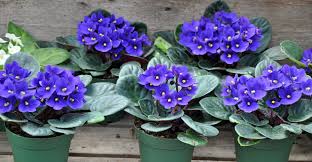 However, the top two petals are much smaller, narrower and twisted. How To Root African Violets My Garden Life