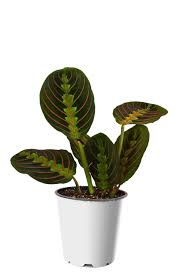Plastic, ceramic and resin are materials options available in red plant pots. 30 Best Indoor Plants For Apartments Best Houseplants For Apartment Dwellers