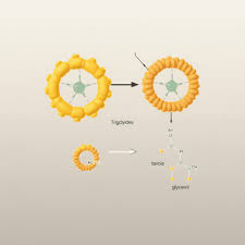 Image result for Lipase