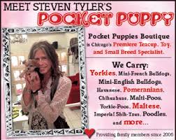 Puppy in my pocket hidden puppies series 9 puppy carrier lot just play 2018. Pocket Puppies Boutique Chicago 773 857 1519