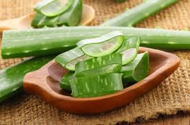 Cactus aloe vera smoothie is super healing. Aloe Vera Benefits Precautions And Dosage 1mg
