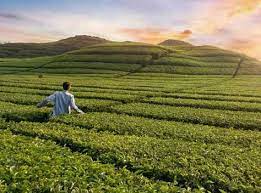 We did not find results for: 8 Spot Foto Kebun Teh Rancabali Ciwidey Harga Tiket 2021 1