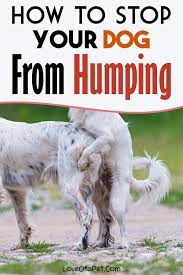 To ensure that humping behaviour does not become a habit it is important to be consistent with the way you deal with the situation and how you act. How To Stop Your Dog From Humping Love Of A Pet