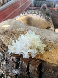 Image result for Sium repandum