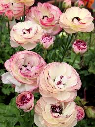 No details have been posted. How To Grow Ranunculus In Zone 7 Arxiusarquitectura