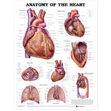 Anatomy Of The Heart Chart Poster Laminated Heart