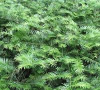 We did not find results for: Yewtopia Plum Yew 3 Gallon Shrub Yew Shrubs Gardener Direct