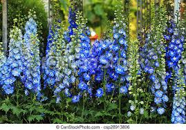 The bay area is the wealthiest region in the united states, due, primarily, to the economic power engines of san jose, san francisco, and oakland. Blue Delphinium Flower Background Blue Delphinium Flower As Nice Natural Background Canstock
