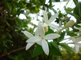 Image result for Bouvardia longiflora