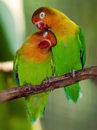 We May Be A Parrot But That Doesn T Mean We Can T Cuddle Muhabbet Kuslari Cok Sirin Hayvanlar Cizim Fikirleri