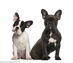 Naming a female french bulldog might seem like a huge challenge, but there are actually so many places to find amazing inspiration. Crufts Judges Told To Avoid Giving Prizes To Fat French Bulldogs Daily Mail Online