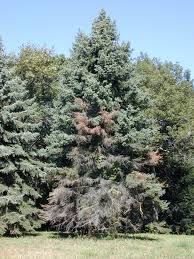 Check spelling or type a new query. Spruce Diseases The Morton Arboretum