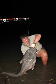 Its a wels catfish and very much alive. Is This The Next World Record Catfish