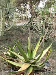 Image result for Aloe wollastonii