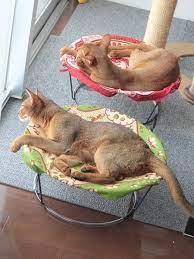 怒涛の週末 二日目 にゃんこ手芸部活動報告 猫 ハンモック 手作り 猫のハンモック 猫 ベッド 手作り