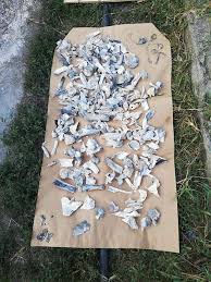 Criminal In Serie La Caracal Bărbatul și A Recunoscut Faptele Imagini Infiorătoare Aiudeanul Stiri