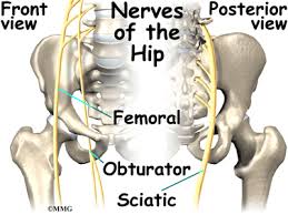 The hip joint is a ball and socket synovial type joint between the head of the femur and acetabulum of the pelvis. Hip Anatomy Eorthopod Com