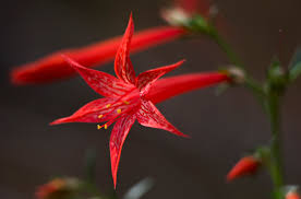 Image result for Polemoniaceae