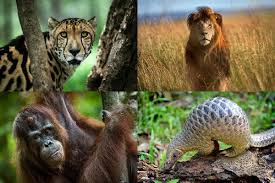Image result for Science Environment Biodiversity Extinction