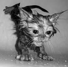 15 Hilarious Pictures Of Wet Cats Cat Pics Wet Cat Cool Cats