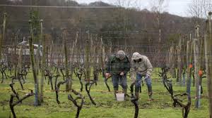 Patrick labarre (amazon):notre boutique des producteurs qui regroupe les producteurs qui vendent en circuit court a vu un très forte hausse des commandes. Vins Bretons Les Premieres Cuvees Ne Devraient Plus Tarder A Etre Mises En Bouteilles Saint Brieuc Maville Com
