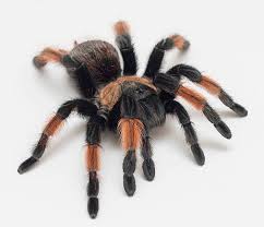 Image result for Emilia brachycephala