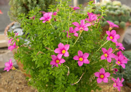 Image result for Oxalis purpurascens