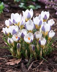 Image result for Pycreus chrysanthus