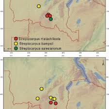 Image result for Streptocarpus eylesii × michelmorei