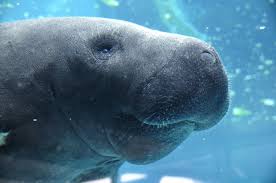Manatee lagoon is dedicated to educating the public about manatees and lake worth lagoon, and inspiring communities to preserve and protect florida's environment and wildlife for future generations. Manatee Deaths By Watercraft Rising At Record Pace In Florida