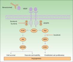 It is such a small dose of avastin, there will be no hair loss. Antiangiogenic Agents And The Skin Cutaneous Adverse Effects Of Sorafenib Sunitinib And Bevacizumab Sciencedirect