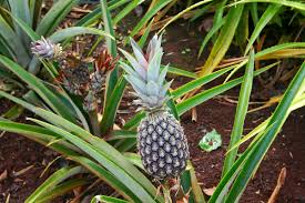 Maybe you would like to learn more about one of these? File Ananas Comosus Dole Pineapple Plantation Oahu Hawaii Usa2 Jpg Wikimedia Commons