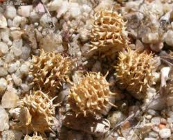 Image result for Medicago polymorpha