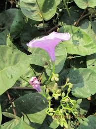 Image result for Ipomoea rubens