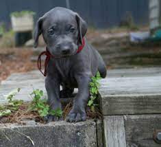 Black Weimaraner Puppies Pictures Weimaraner Puppies Puppies Puppies Pictures