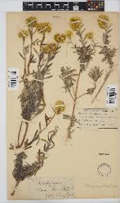 Image result for Helichrysum subglomeratum