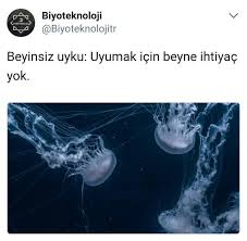Biyoteknoloji Currentbiyoloji Dergisinde Kaliforniya Enstitusu Teknoloji Bolumunden Lea Goentoro Liderligindeki Movie Posters Poster Instagram