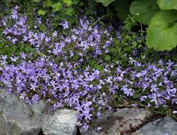 Campanula Portenshlagiana Wall Bellflower Buy Online At Annie S Annuals