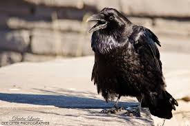 Black And White Ravens White Wolf Stunning Photos Capture The Majestic Beauty Of Ravens Black Bird Fly Raven Raven Pictures